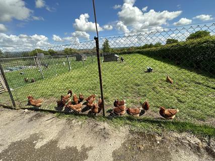 Hens produce the fresh eggs on sale in the site shop