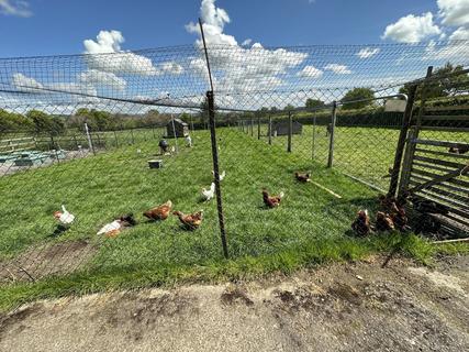 Hens produce the fresh eggs on sale in the site shop